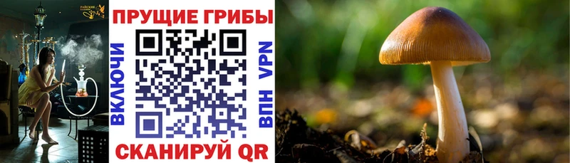 Галлюциногенные грибы мицелий Салехард